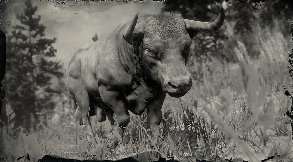 Rocky Mountain Cow Elk