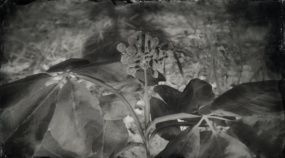 HERB_AMERICAN_GINSENG